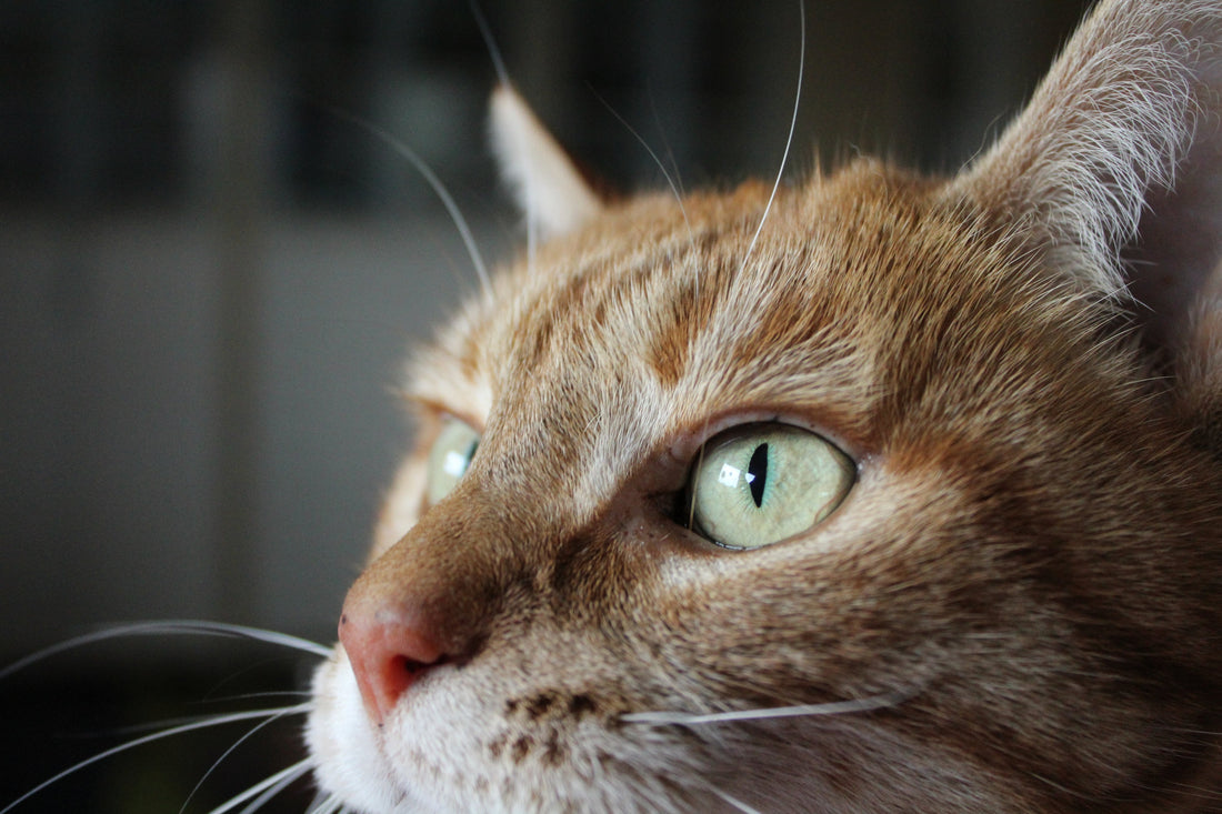 Consejos para cuidar a tu gato.