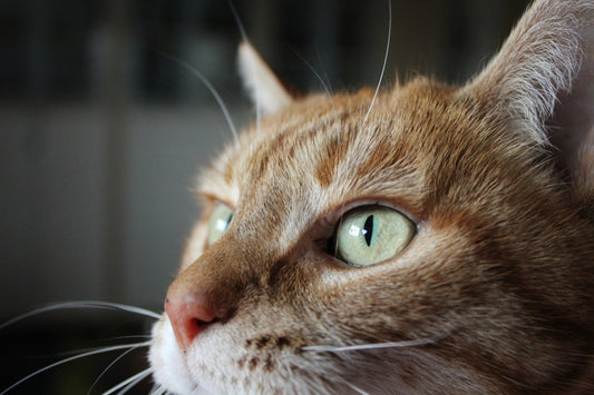 Consejos para cuidar a tu gato.